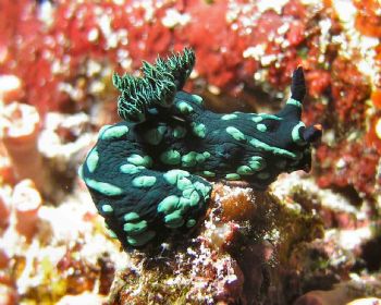Nudibranch taken at Likuan 1 in Bunaken national park.  O... by Michael Burt 